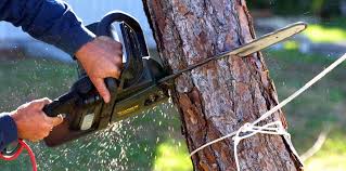 Reliable Grantville, GA Tree Care Solutions