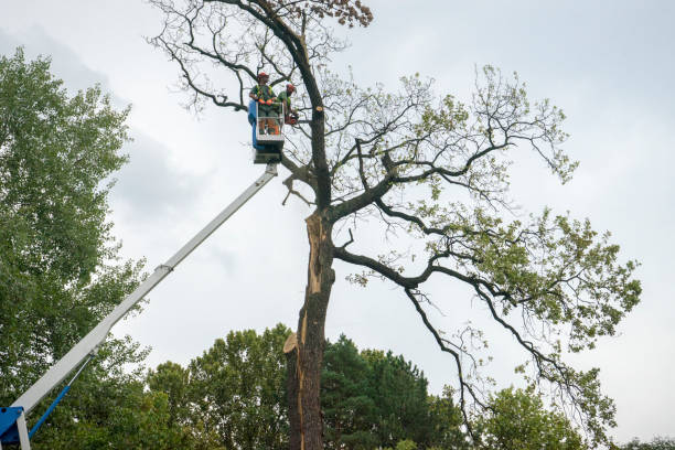 Tree and Shrub Care in Grantville, GA