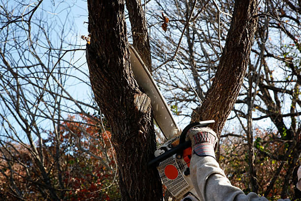 How Our Tree Care Process Works  in  Grantville, GA